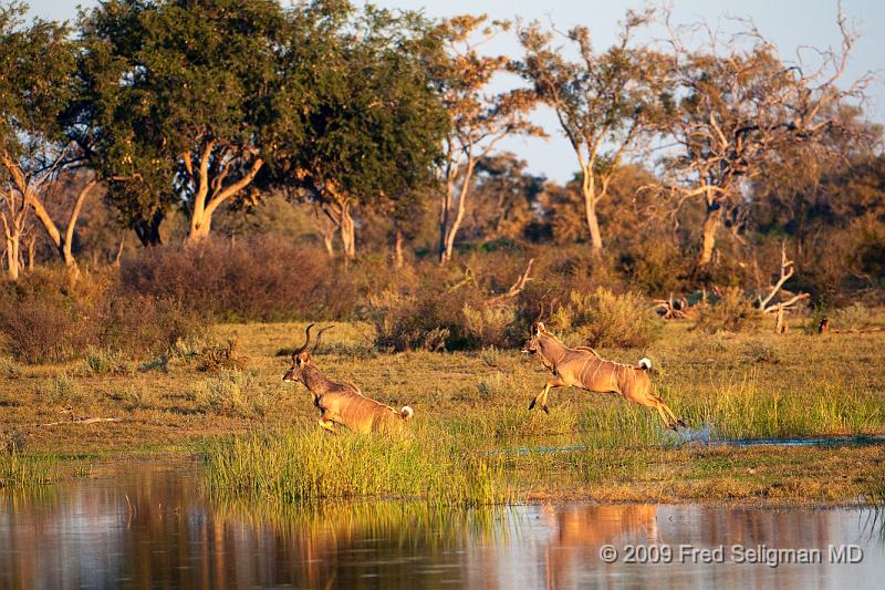 20090617_183256 D300 (1) X1.jpg - Greater Kudus running and jumping